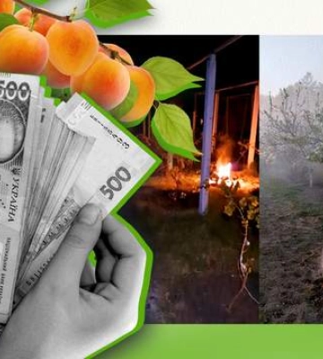 Заморозки уничтожают урожай клубники, винограда и других культур: спасают ли костры с TikTok фрукты