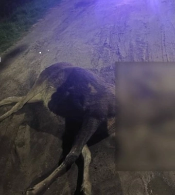 Суд виправдав водійку, яка збила лося на околиці Львова (ФОТО)