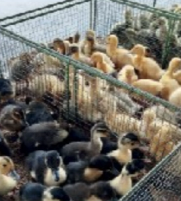 Скільки коштує молодняк птиці та розсада на волинському ринку: актуальні ціни