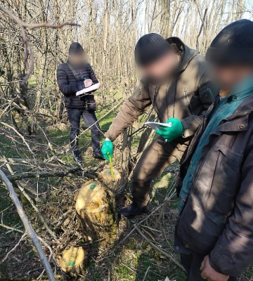 На Одещині троє чоловіків незаконно вирубали дерева