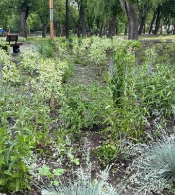 У Дніпрі багаторічні рослини прикрасили парки і сквери (Фото)