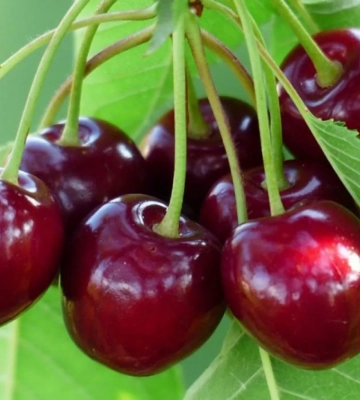 Будуть у дефіциті: весняні заморозки знищили майже половину врожаю черешні та вишні - EastFruit