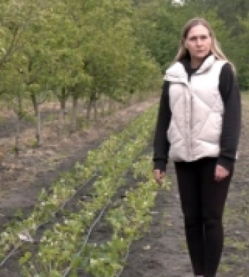 Травневі заморозки на Волині зіпсували частину врожаю полуниці. ВІДЕО