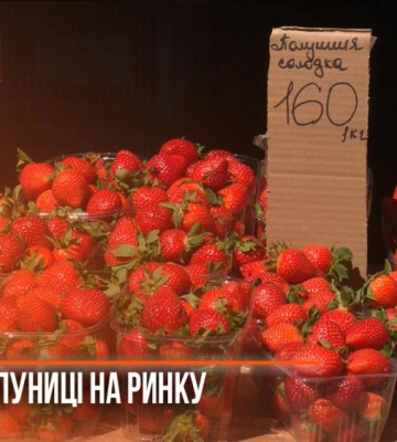 Травневі заморозки на Волині зіпсували частину врожаю полуниці. ВІДЕО