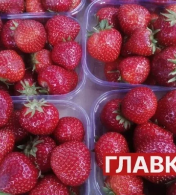 Травневі заморозки на Волині зіпсували частину врожаю полуниці. ВІДЕО