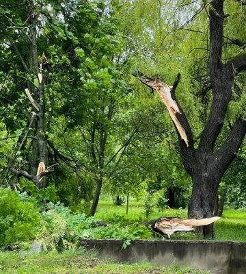 У Чернівцях біля лікарні швидкої допомоги розломилося два дерева