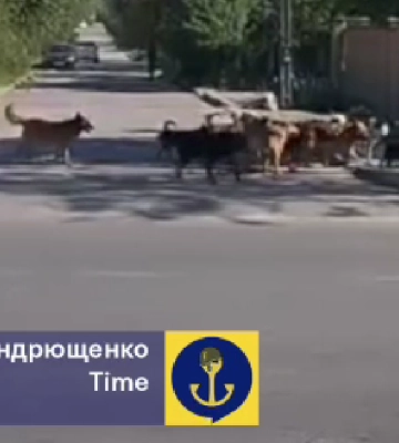 &quot;Дикий город&quot;: бездомные собаки и отсутствие вакцин — новая реальность оккупированного Мариуполя