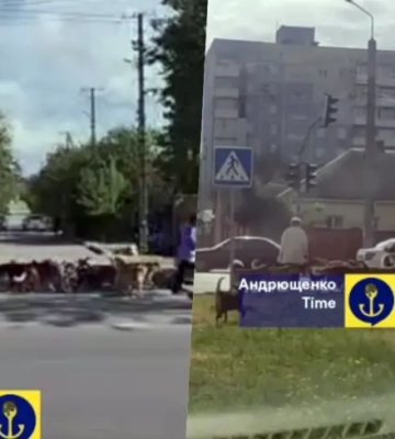 В Мариуполе стаи бездомных собак нападают на людей, в городе нет вакцины от бешенства – Андрющенко