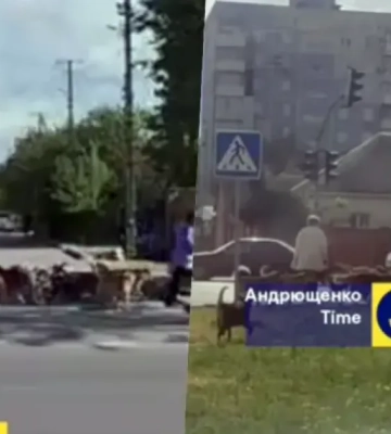 У Маріуполі зграї безпритульних собак нападають на людей, у місті немає вакцини від сказу – Андрющенко