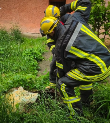 У Чернівцях рятувальники дістали собаку з каналізаційного люка