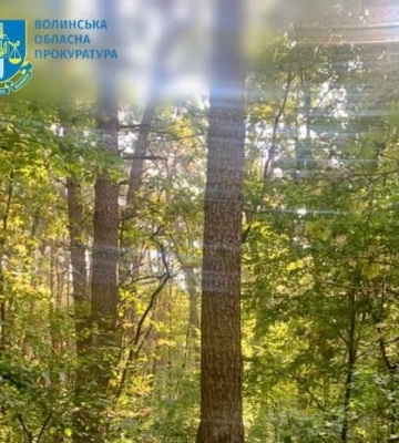 Волинських лісівників судитимуть за дозвіл на рубку 325 здорових дерев