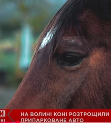 На Волині коні розтрощили припарковане авто (відео)