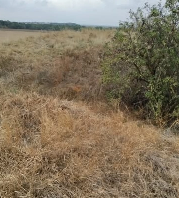 На Чорнобаївщині створять пам’ятку природи із червонокнижною рослиною (ФОТО)