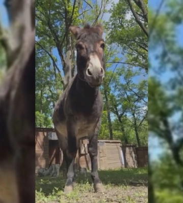 В екопарку під Харковом – новий житель: віслюка евакуювали з Донеччини 