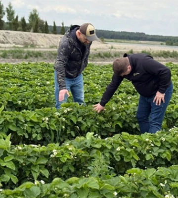Господарство на Львівщині придбало систему захисту полуниці від заморозків