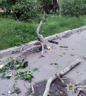 У Полтаві на дитину впало дерево