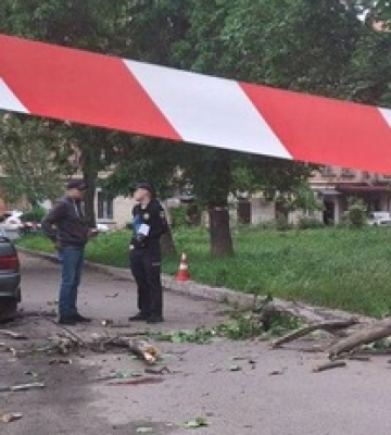 У Полтаві на дитину впало дерево