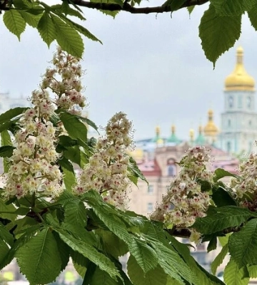 Київські каштани зникають: вчений пояснив, що відбувається із символом столиці