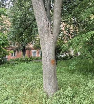 Родині хлопця на якого впало дерево у Полтаві виділять на лікування 150 тисгрн