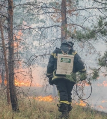 На Донеччині ліквідували масштабну лісову пожежу після російського авіаудару