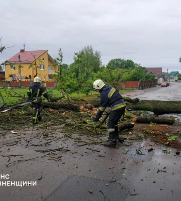 У Гощі дерево не витримало негоди і впало на дорогу