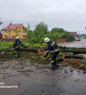 У Гощі дерево не витримало негоди і впало на дорогу