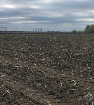 Весняні заморозки на Рівненщині пошкодили врожай