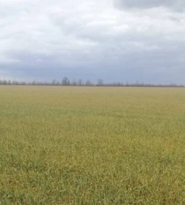 Херсонські фермери втратили понад мільярд гривень: знищені 55 тисяч гектар посівів
