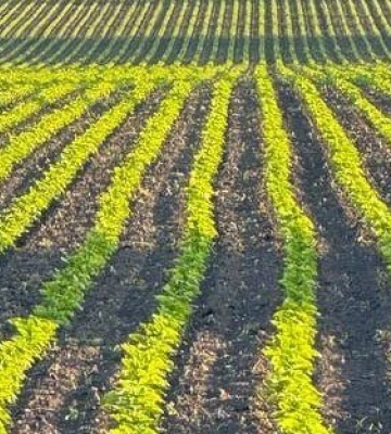 Аграрії Полтавщини завершили весняну посівну кампанію