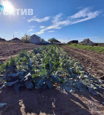 Червень на Харківщині дивує: дощі були, а посуха посилюється