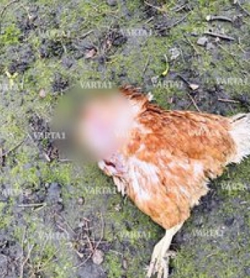 У селі біля Львова невідома тварина напала на домашніх курей. Фото