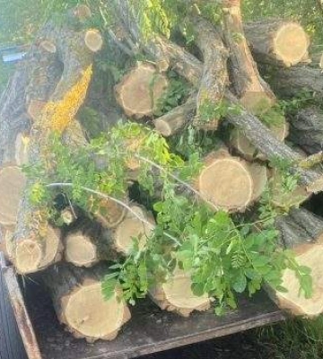 Незаконна вирубка дерев на Миколаївщині: відкрито кримінальне провадження