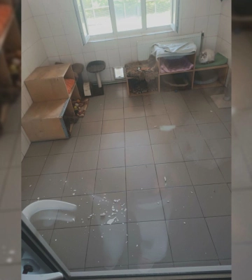 Через влучання КАБів пошкоджень зазнав будиночок котів у міському притулку