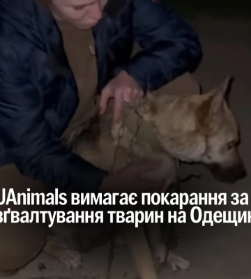Ужасное преступление в Одесской области: собаку изнасиловали, UAnimals требует ответственности