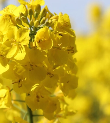 Ріпакові у південних областях не вистачає вологи