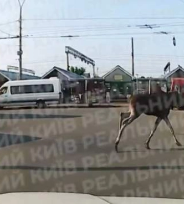 Бегал среди людей: в Киеве заметили лося: в Киеве заметили лося