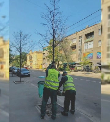 В центре Харькова срезают более 60 деревьев 