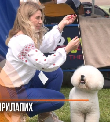 Дефіле чотирилапих: у Рівному відбулася масштабна виставка собак (ВІДЕО)