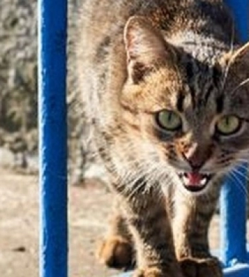 У Луцьку діти знайшли скажене кошеня