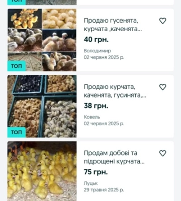 На Волині активно стартував сезон продажу молодняка птиці: скільки коштують курчата та каченята