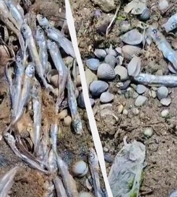 На Одещині узбережжя біля протоки між лиманом та морем всипане мазутом та мертвою рибою