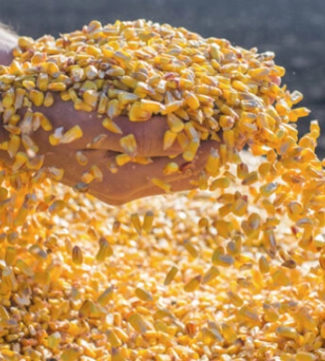 Україна активно продає залишки старого врожаю кукурудзи