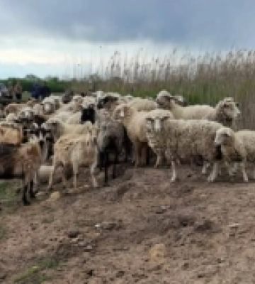На Одещині в нацпарку «Тузлівські лимани» виявили незаконну кошару