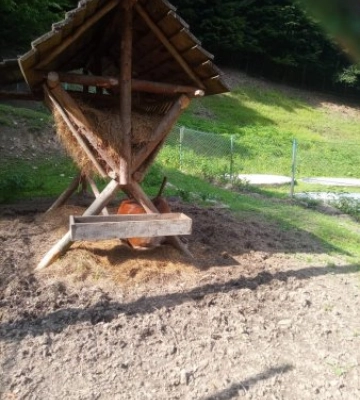 На Закарпатті прикордонники врятували поранену косулю: зворушлива історія порятунку (Фото)