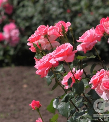 Квіти, що пахнуть навіть у космосі, цвітуть у Кропивницькому (фоторепортаж)