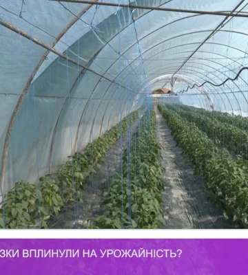 Як заморозки вплинули на урожайність? (відео)