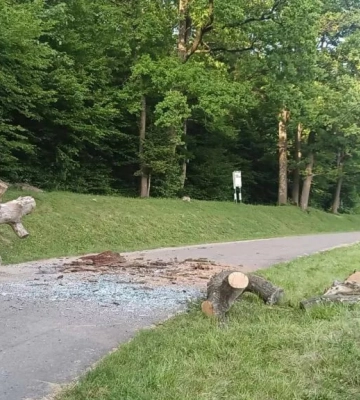 На Львівщині дерево впало на автобус