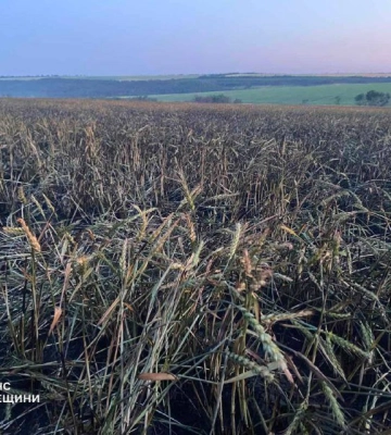 Полум’я на полі: на Одещині горіла пшениця та суха трава, - ФОТО