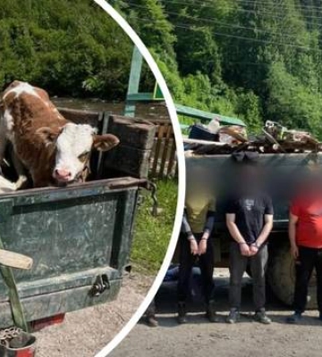 Намагалися переправити чоловіків до Румунії, замаскувавши під свинями й козами: на Закарпатті затримали підозрюваних