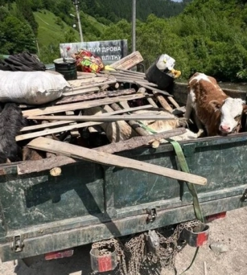 На Закарпатті чоловіки намагалися перетнути кордон під «прикриттям» кіз та свиней На Закарпатті чоловіки намагалися перетнути кордон під «прикриттям» кіз та свиней